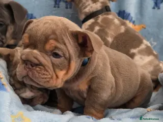 English Bulldog dogs british bulldog pups - Advert 7