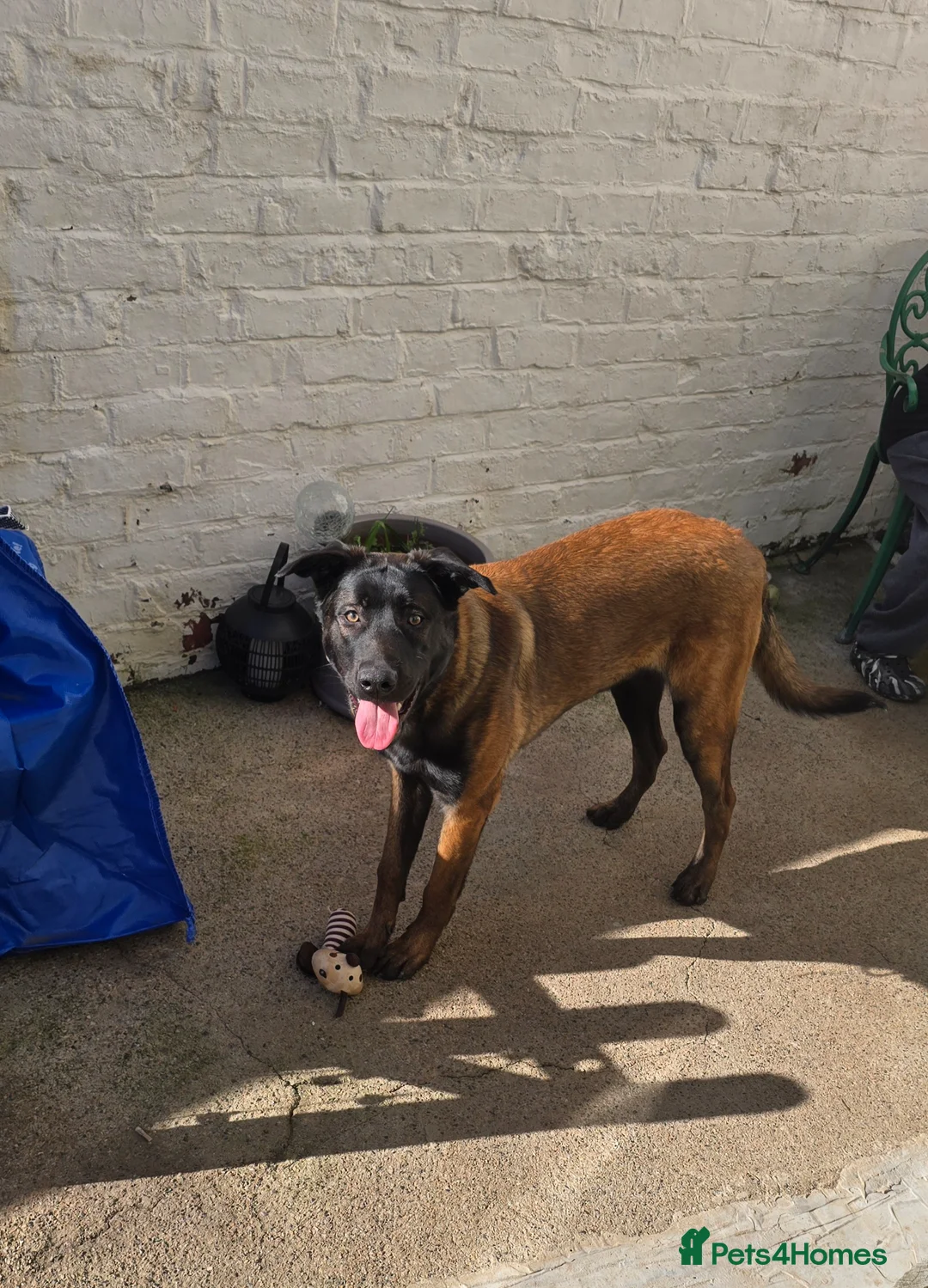 Belgian Shepherd Dog dogs for sale: 9 month old Male Belgian Shepherd (Malinois) - Advert 2