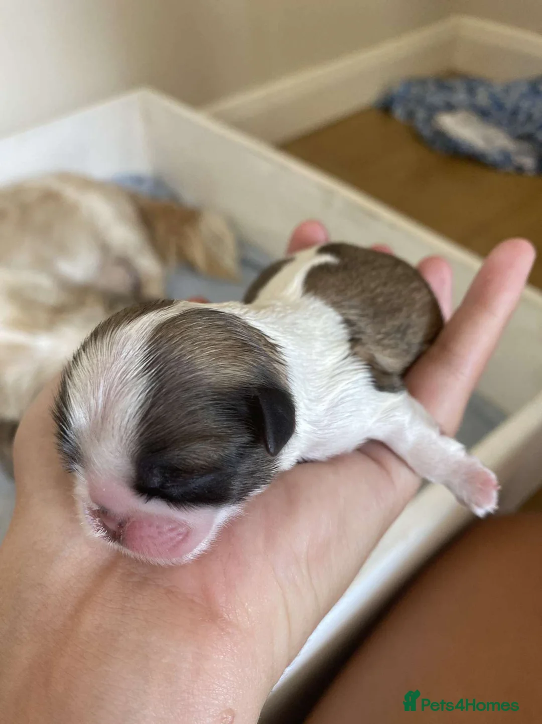 Shih Tzu dogs for stud: Handsome experienced KC registered stud dog in Cullompton - Advert 14