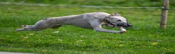 Whippet dogs for sale: Honey is looking for her forever home - Advert 1