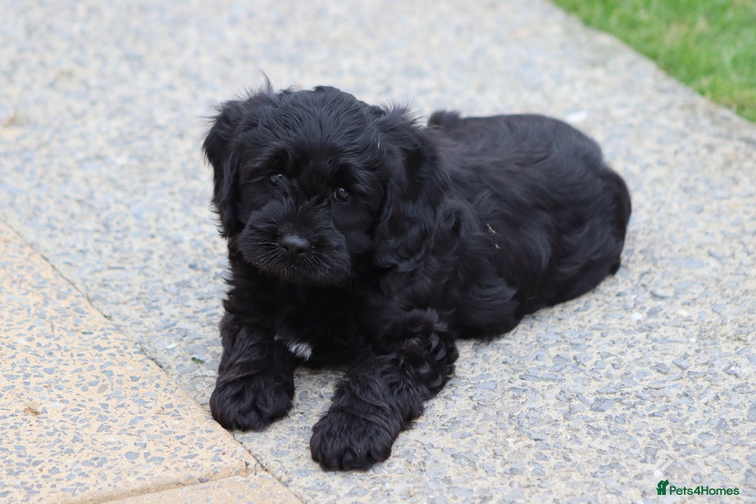 Cavapoo dogs for sale: Beautiful Cavapoo puppies for sale - Image 18