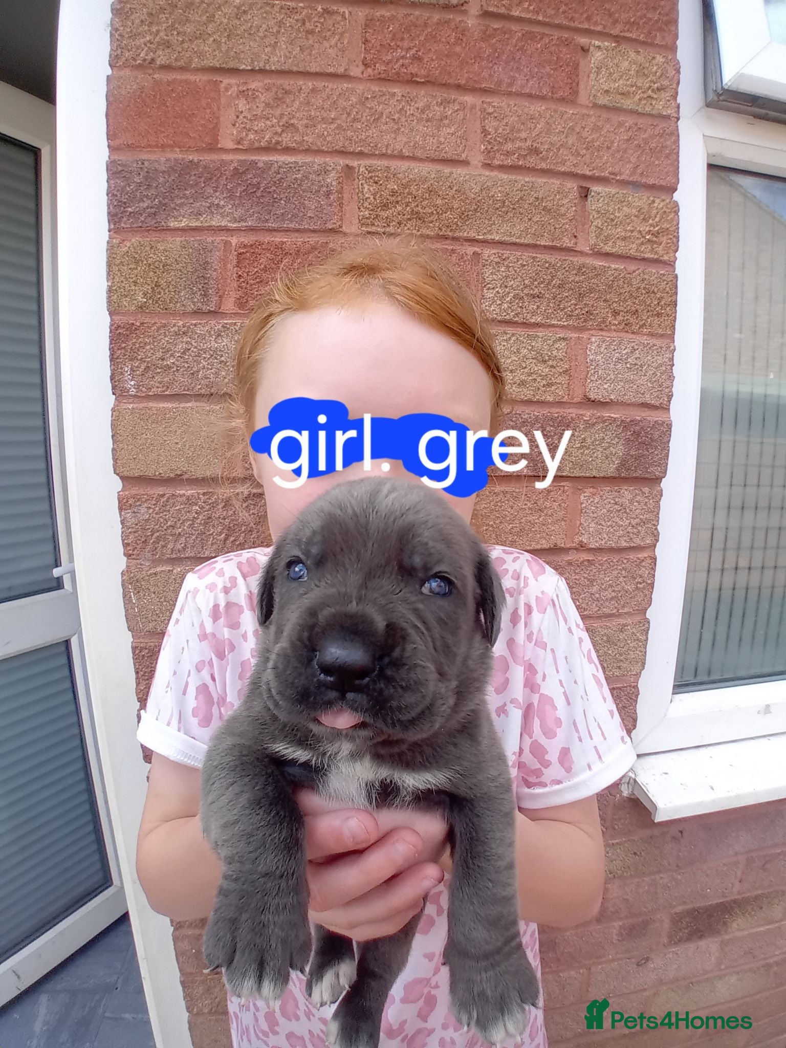 Cane Corso dogs Blue beautifull Cane Corso.  - Advert 1