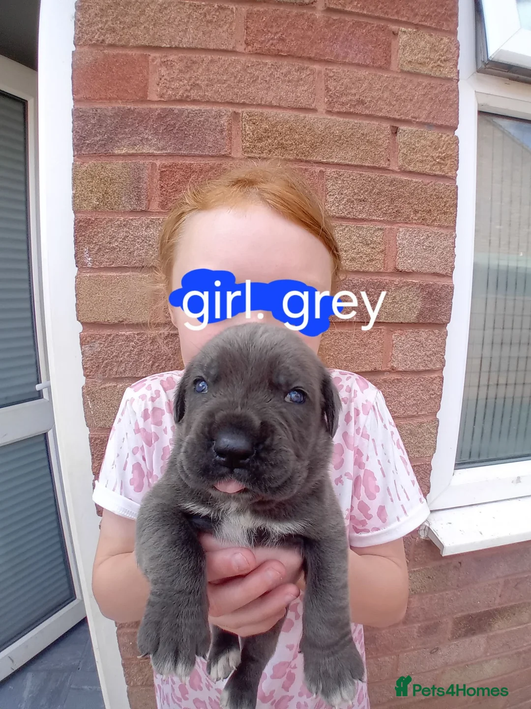 Cane Corso dogs for sale: Blue beautifull Cane Corso.  in Tamworth - Advert 1