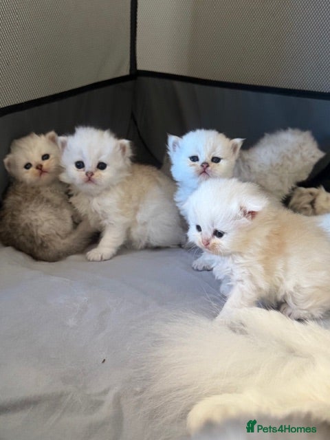 British Longhair cats  STUNNING RARE SILVER-GOLDEN BLH KITTENS AVAILABLE - Advert 1