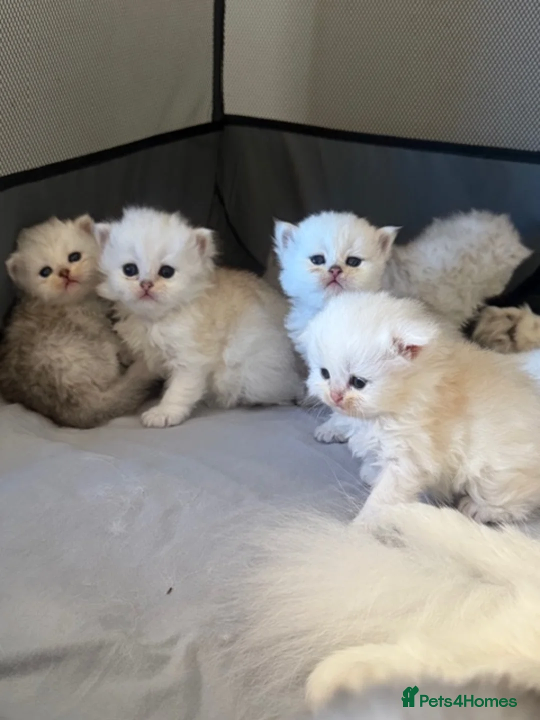 British Longhair cats for sale:  STUNNING RARE SILVER-GOLDEN BLH KITTENS AVAILABLE - Advert 2