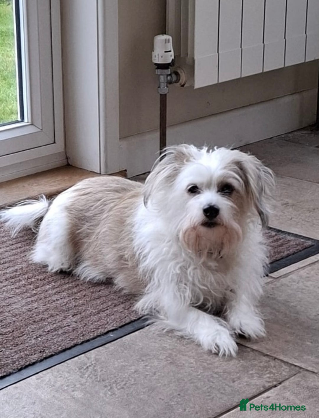 Mixed Breed dogs for sale: Needing a new home  - Advert 3