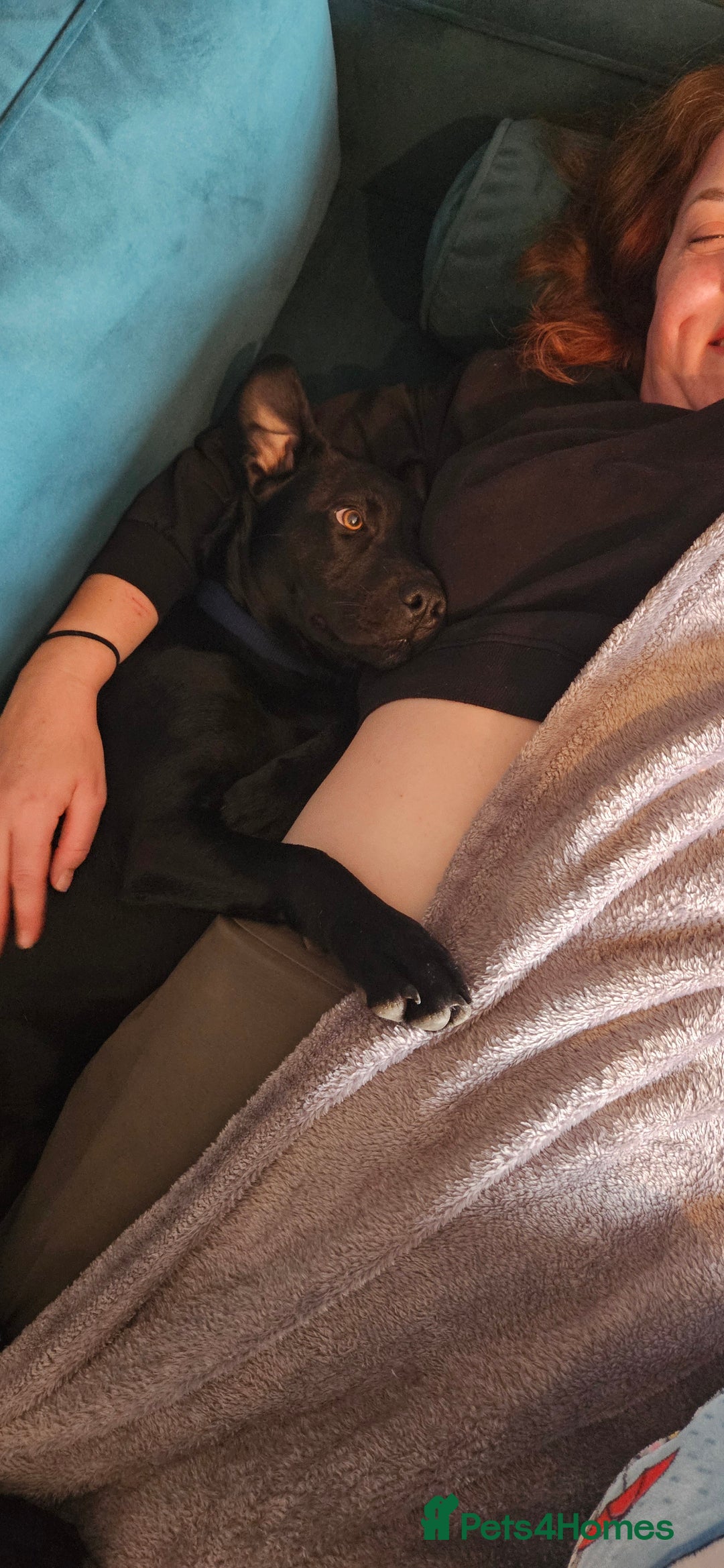 Mixed Breed dogs for sale: Lab-Staffy cross 8 months - Image 7