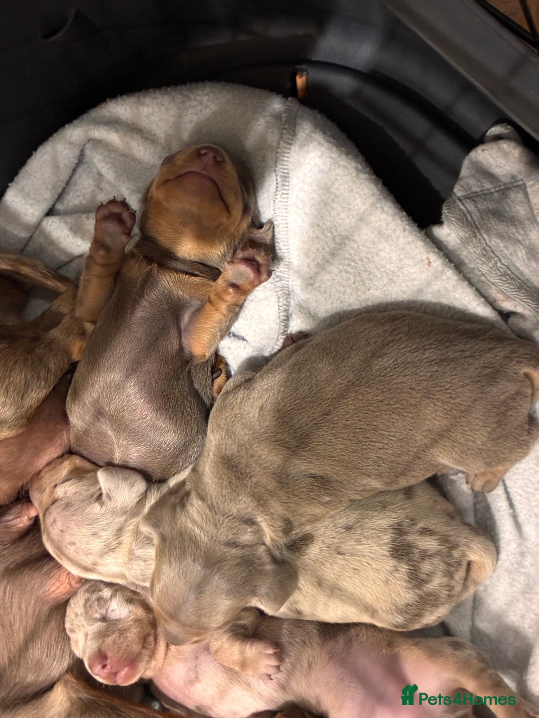 Miniature Dachshund dogs for sale: Beautiful litter of puppy’s  - Image 12