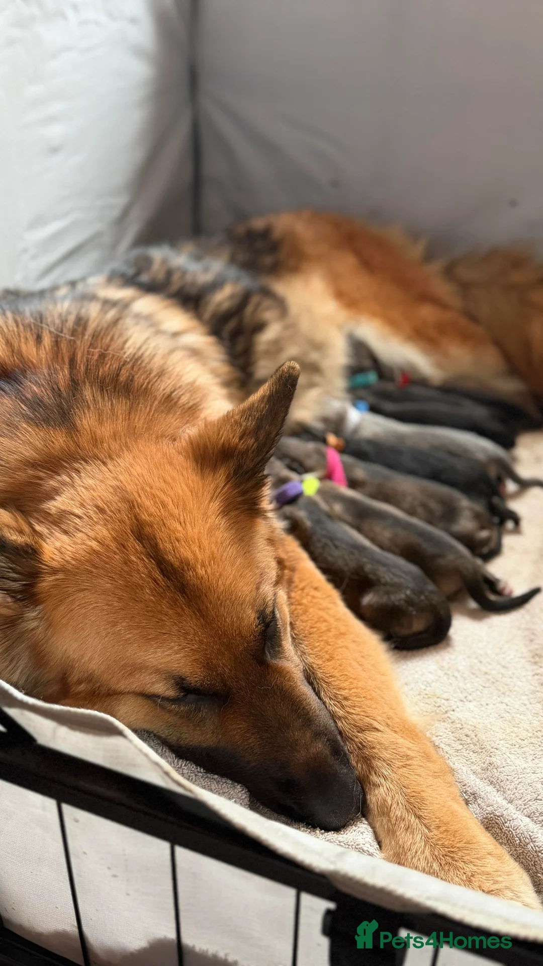 German Shepherd dogs for sale: German shepherd puppies - Advert 10