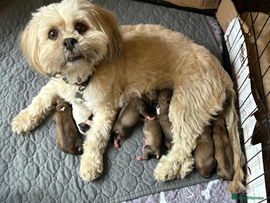 Lhasa Apso dogs for sale: 6 beautiful Lhasa apsos  - Image 21