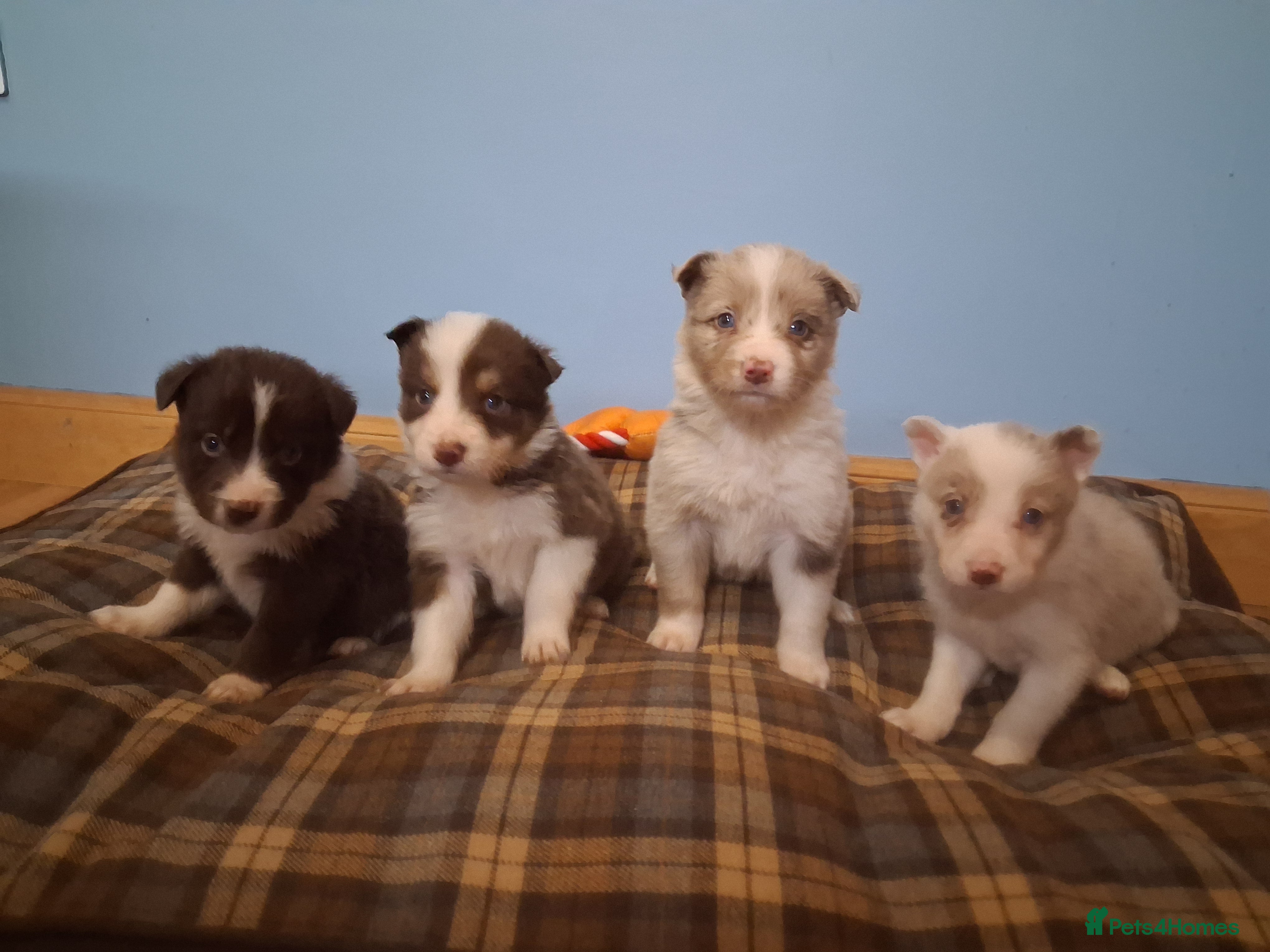 Border Collie dogs Red + Red Merle Border Collie Puppies DNA CLEAR - Advert 4