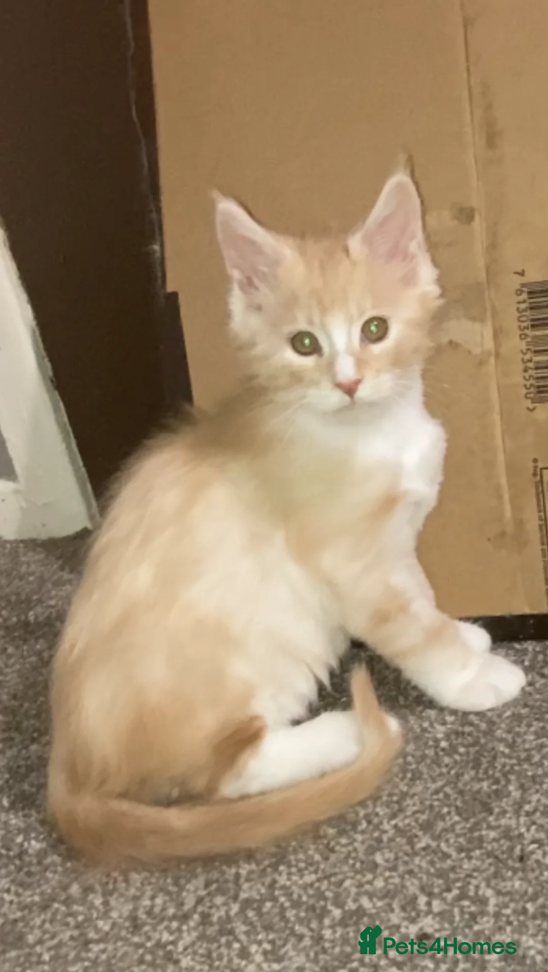 Maine Coon cats for sale: Maine Coon kittens - Advert 2
