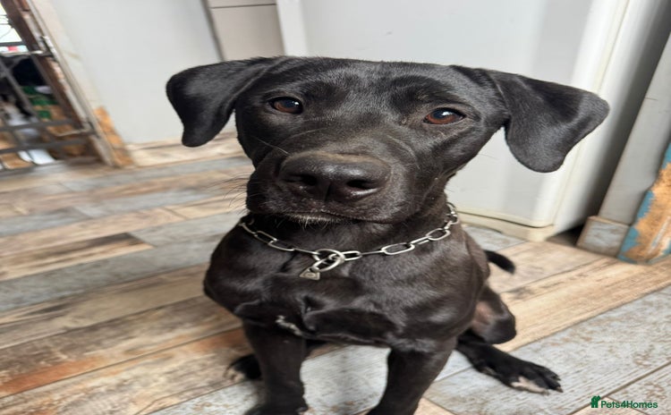 Mixed Breed dogs - Advert 2