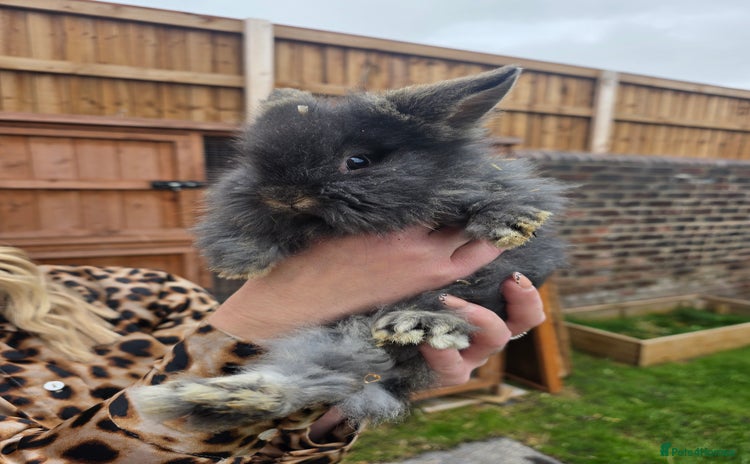 Mini Lion Lop rabbits - Advert 2