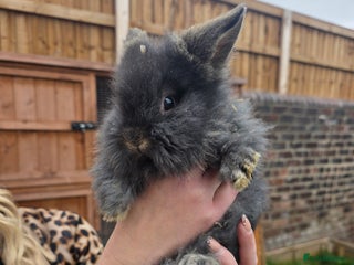 Mini Lion Lop rabbits - Advert 21