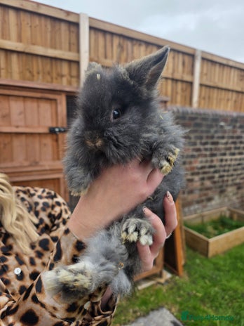 Mini Lion Lop rabbits - Advert 1