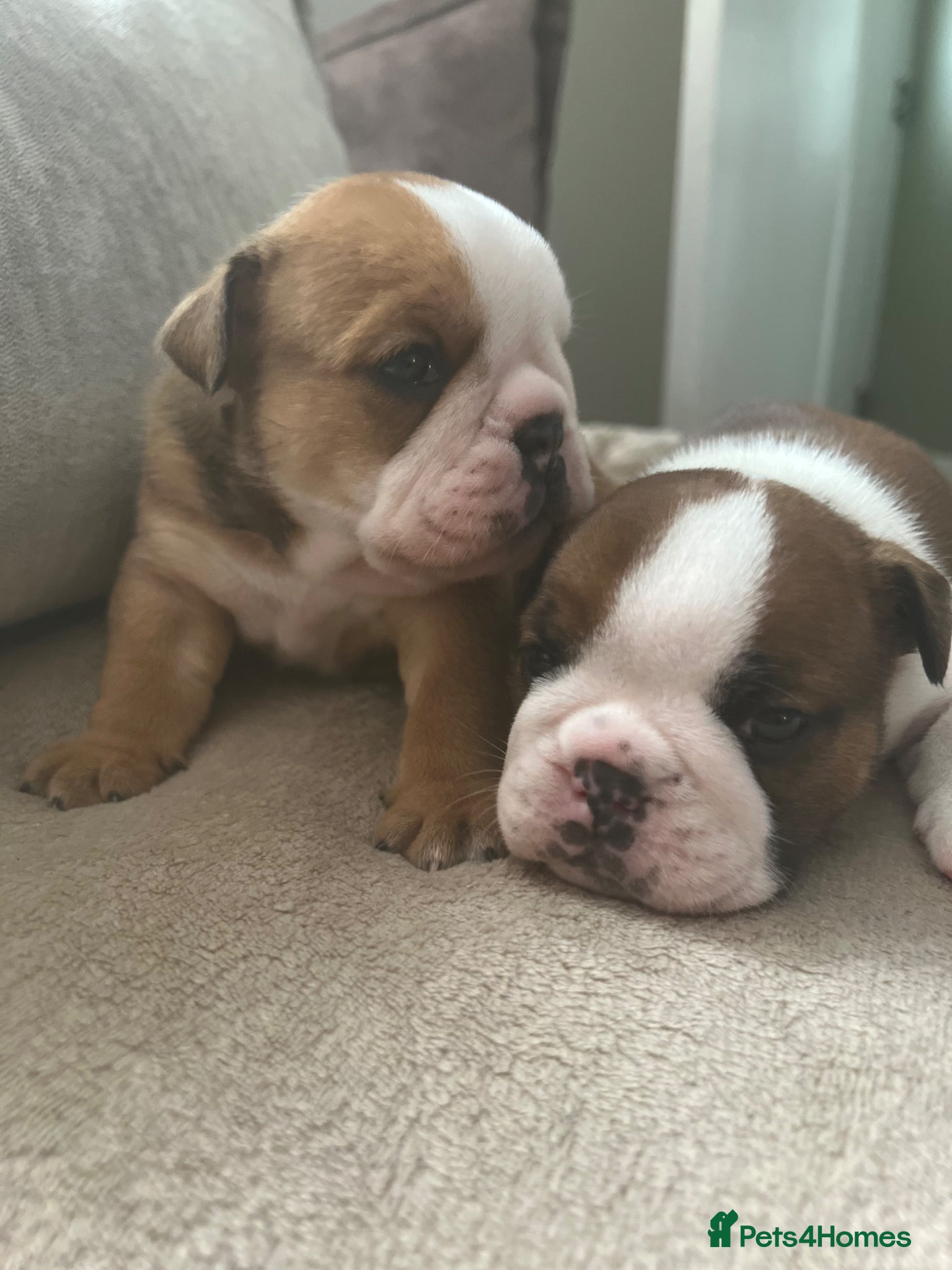 English Bulldog dogs KC registered Traditional English bulldog puppies - Advert 10