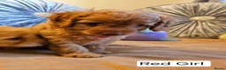 Cavapoo dogs for sale: Outstanding Cavapoo Puppies  - Advert 26