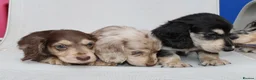 Miniature Dachshund dogs for sale: Cream dapple  - Advert 9