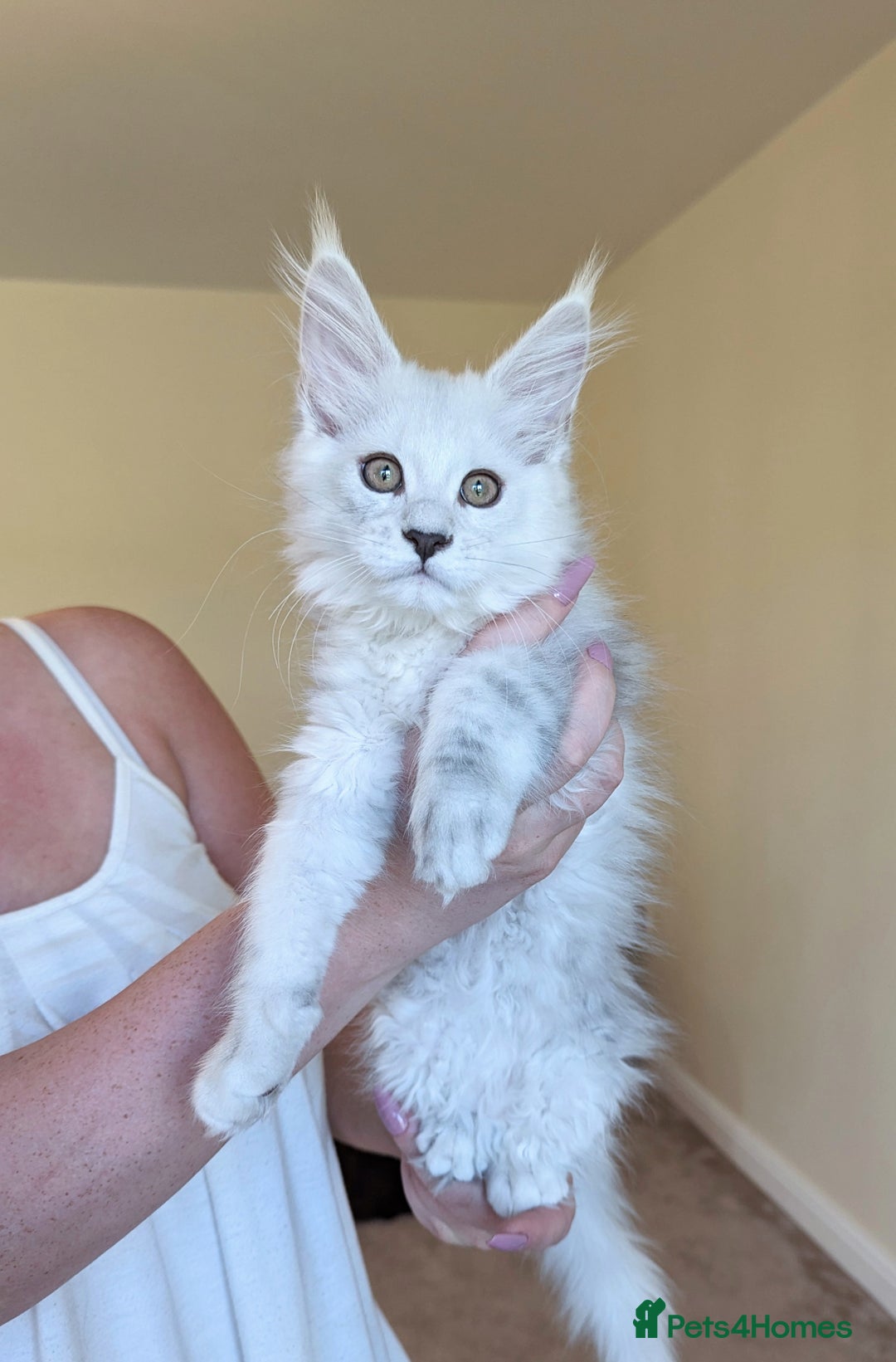 Maine Coon cats for sale: Sweet Maine Coon Kittens  - Image 2