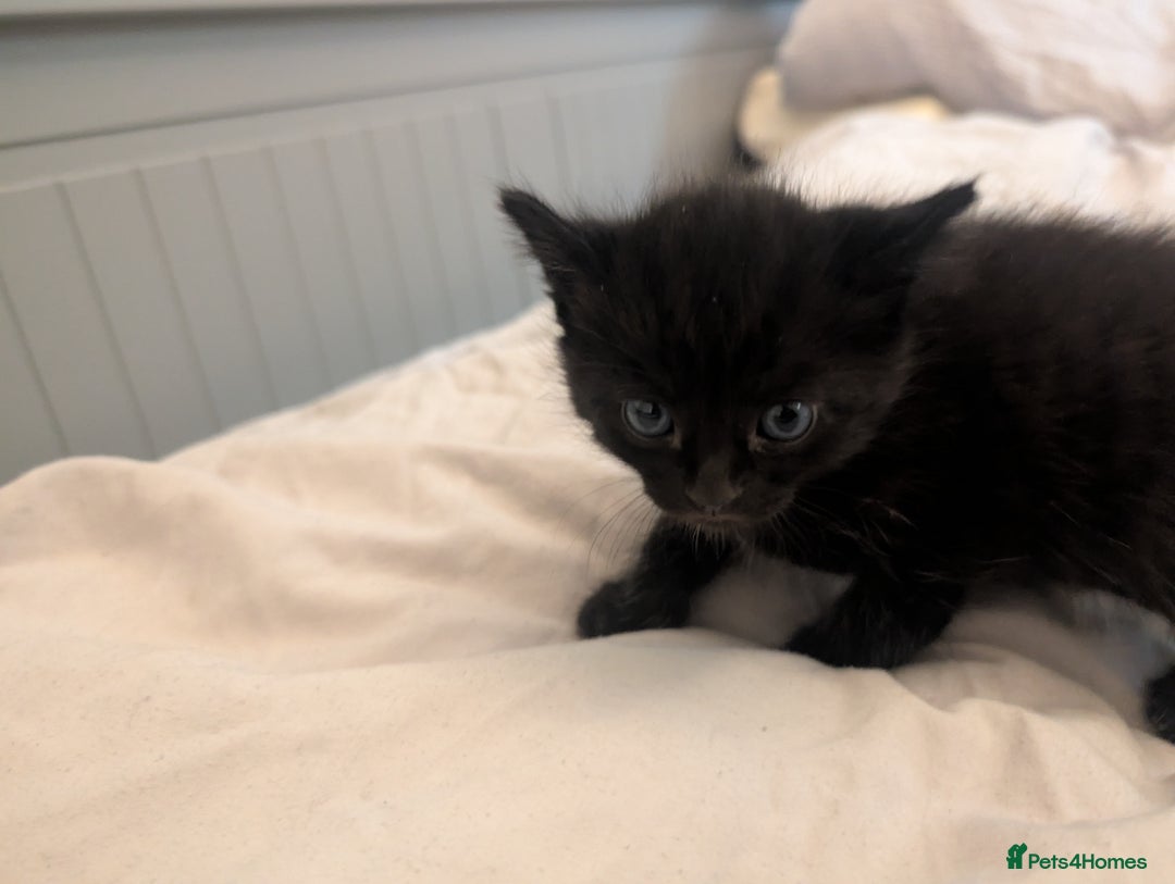 Mixed Breed cats for sale: Jet Black Tabby Kittens & Stunning Tortie Girl  - Advert 8