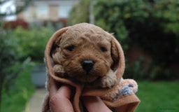 Toy Poodle dogs for sale: Toy Poodle  - Image 22