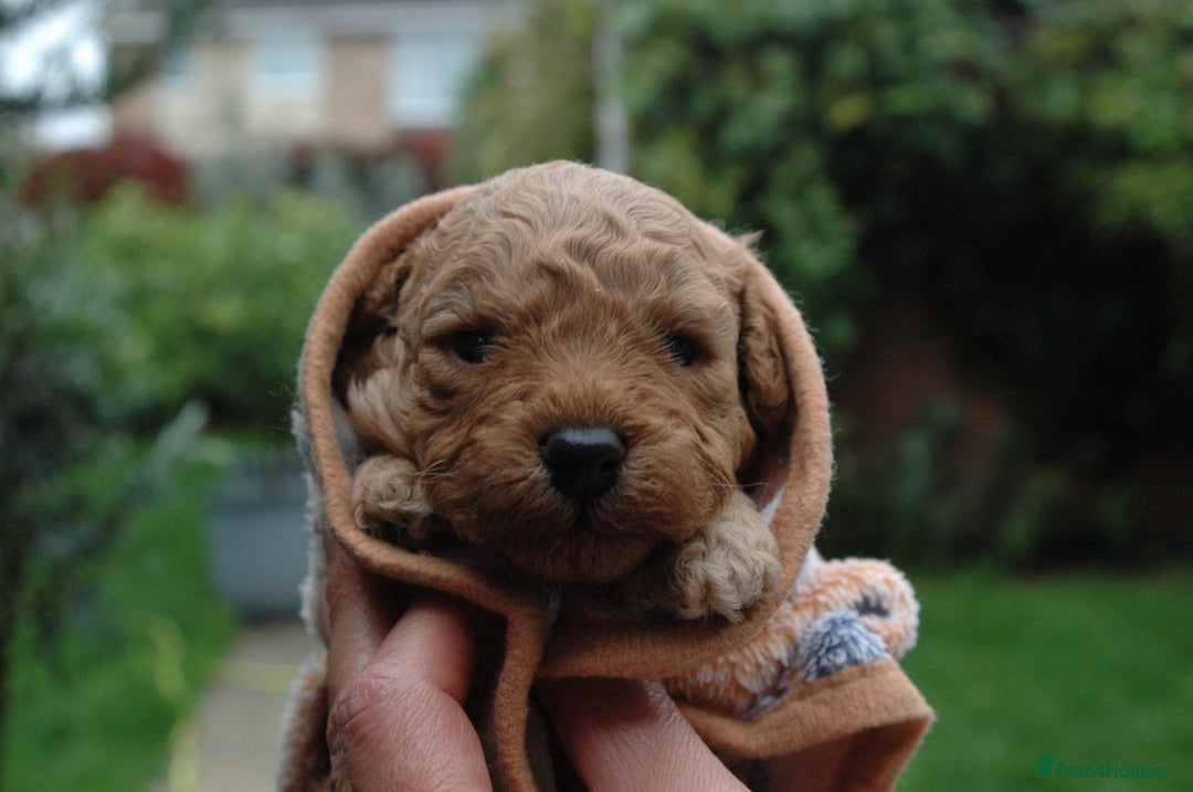 Toy Poodle dogs for sale: Toy Poodle  - Image 22