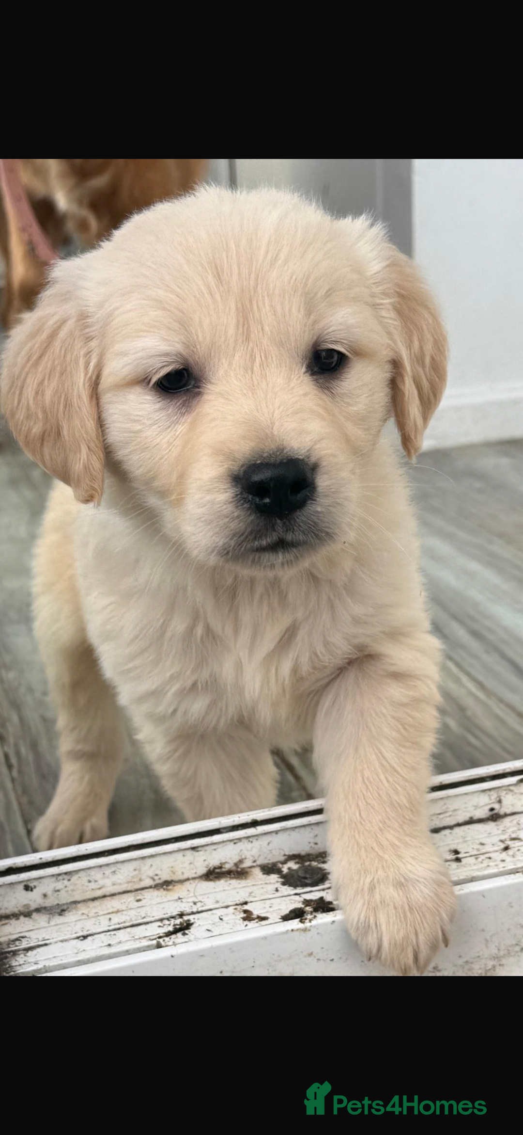 Golden Retriever dogs for sale: Chunky golden retriever pups - Advert 6