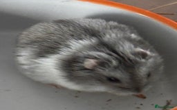 Hamster rodents for sale: Supertamed Russian white dwarf Baby Hamsters - Image 11