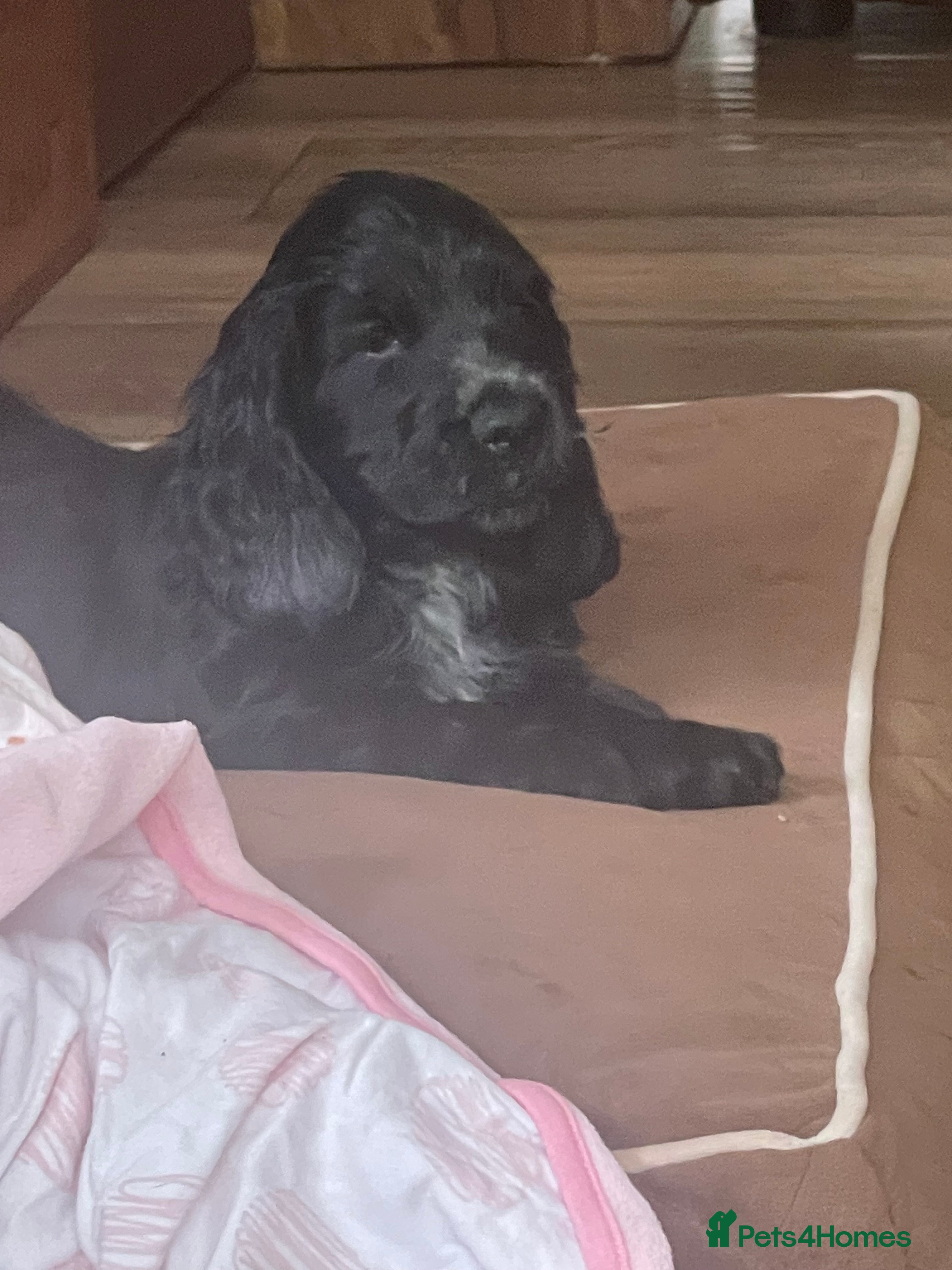 Cocker Spaniel dogs 🐶Health tested show cockers 🐕‍🦺🐾🐾🐾 - Advert 2