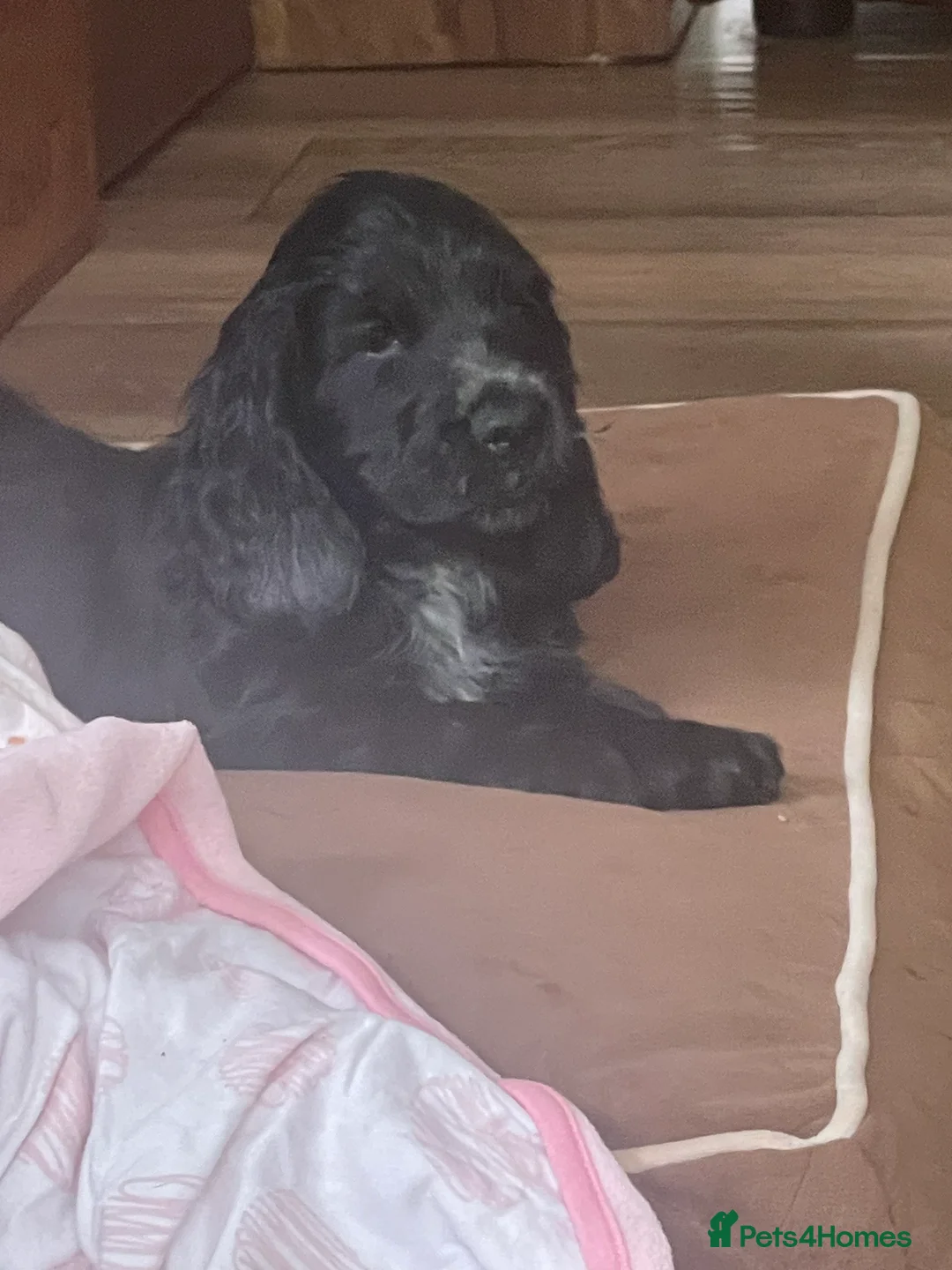 Cocker Spaniel dogs for sale: 🐶Health tested show cockers 🐕‍🦺🐾🐾🐾 - Advert 2