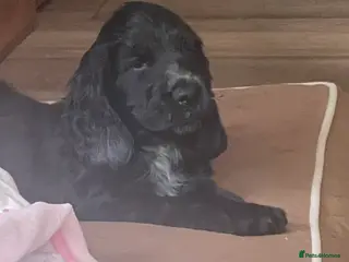 Cocker Spaniel dogs 🐶Health tested show cockers 🐕🦺🐾🐾🐾 - Advert 2