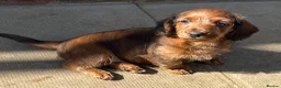 Miniature Dachshund dogs for stud: KC reg Miniature Dachshund Stud DNA tested  - Advert 12
