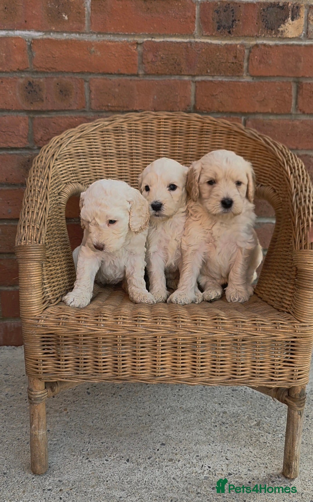 Cockapoo dogs DNA TESTED f1B cockapoo puppy’s - Advert 9