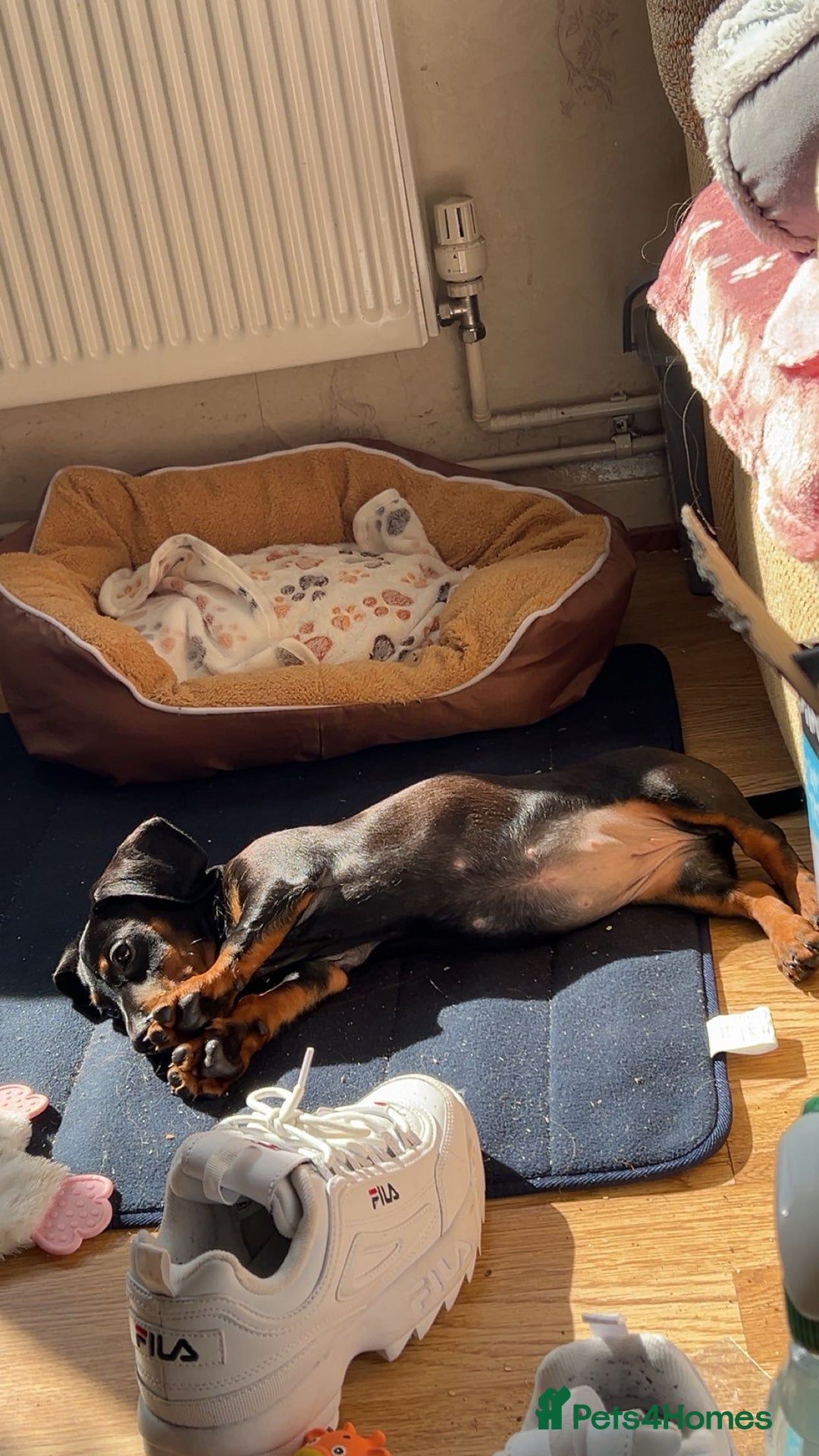Dachshund dogs for sale: Willow - Female Dachshund  - Image 6
