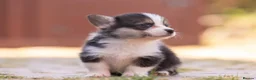Welsh Corgi Pembroke dogs for sale: Show quality Pembrokeshire corgi READY NOW!!! - Advert 35