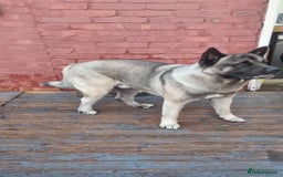 Akita dogs for stud: American Akita 2 years old . Stud  - Image 2