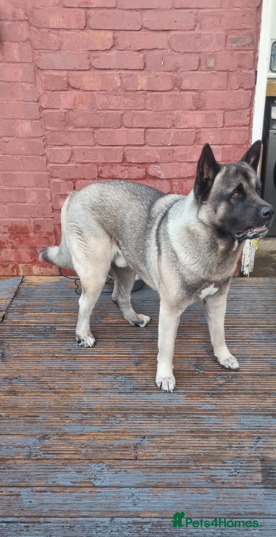 Akita dogs for stud: American Akita 2 years old . Stud  - Image 2