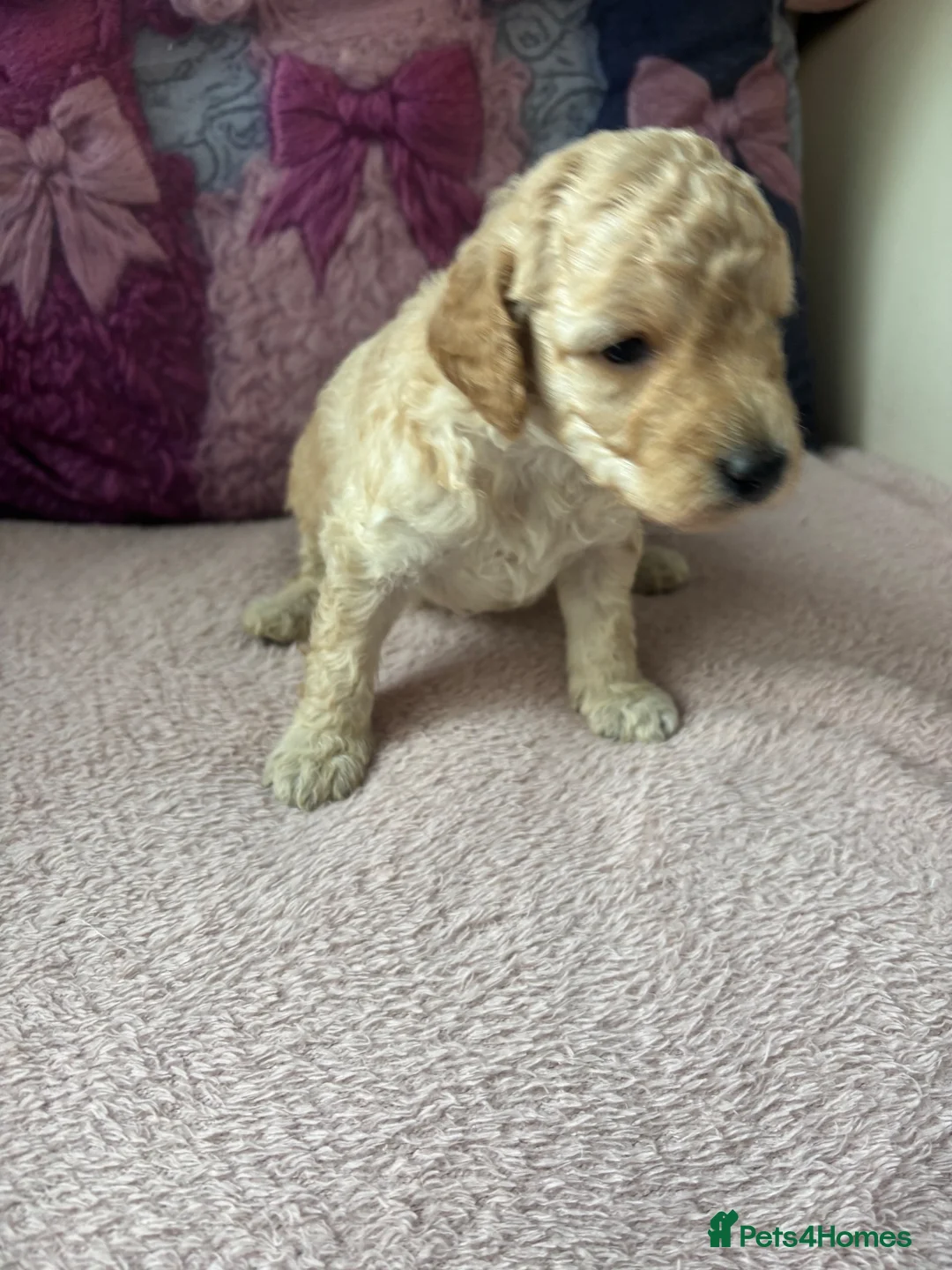 Poodle dogs for sale: Poodles - Advert 2