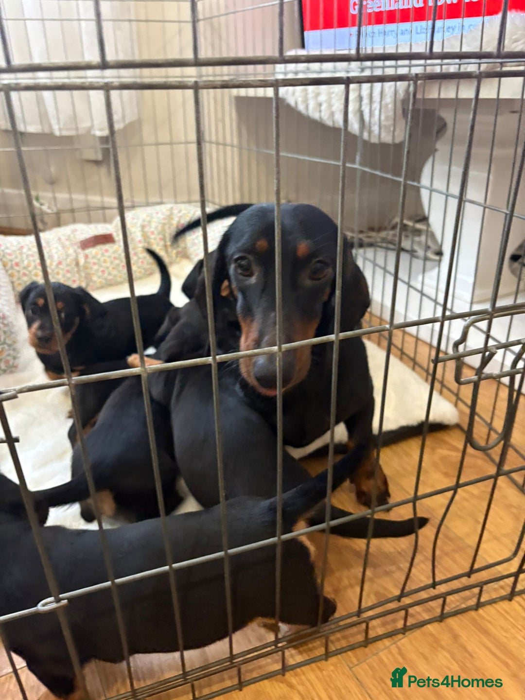 Dachshund dogs for sale: 6 beautiful dachshund puppies for sale 800 - Advert 7