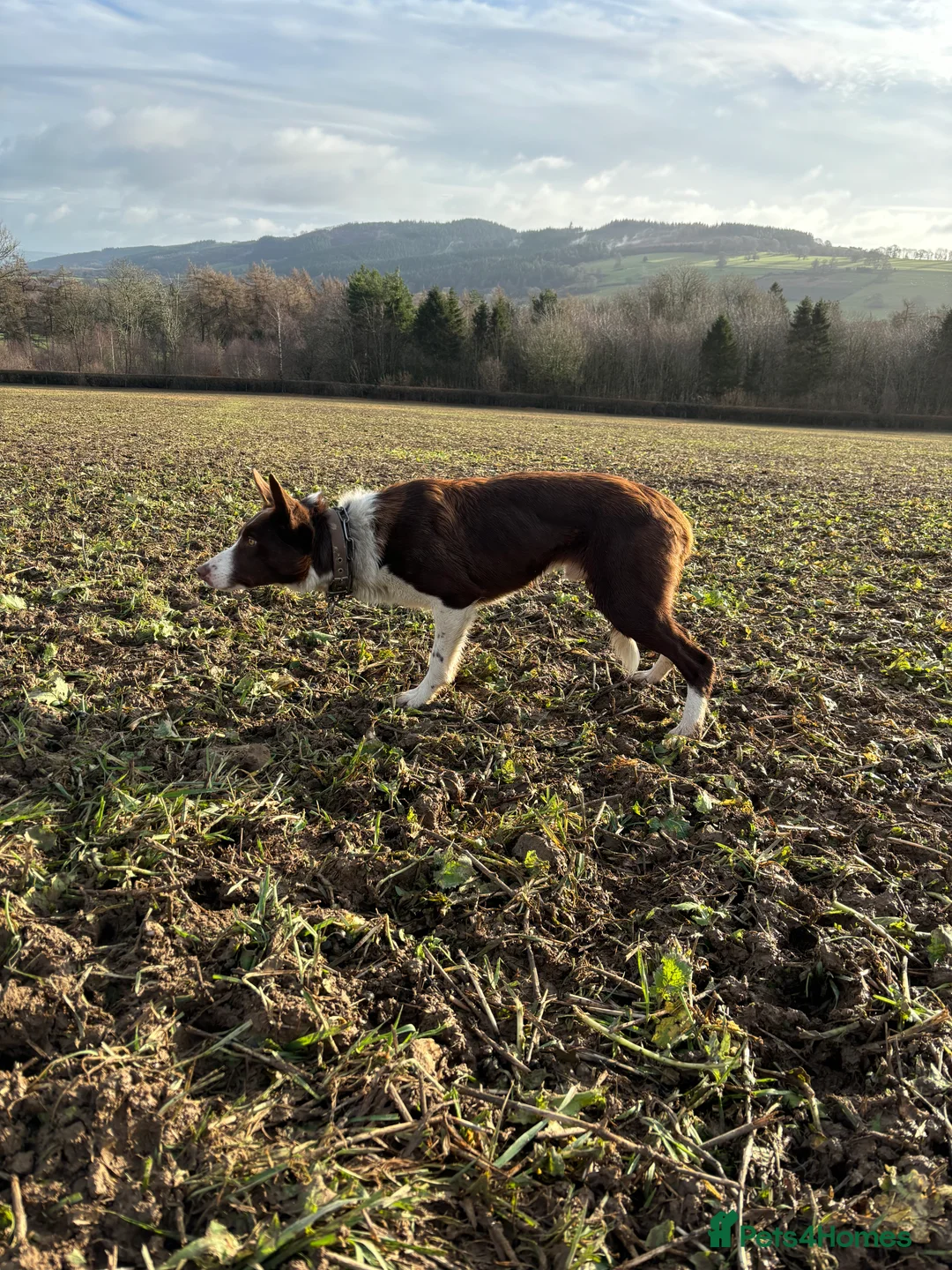 Border Collie dogs for stud: ISDS reg Red & White Collie Stud - Advert 3