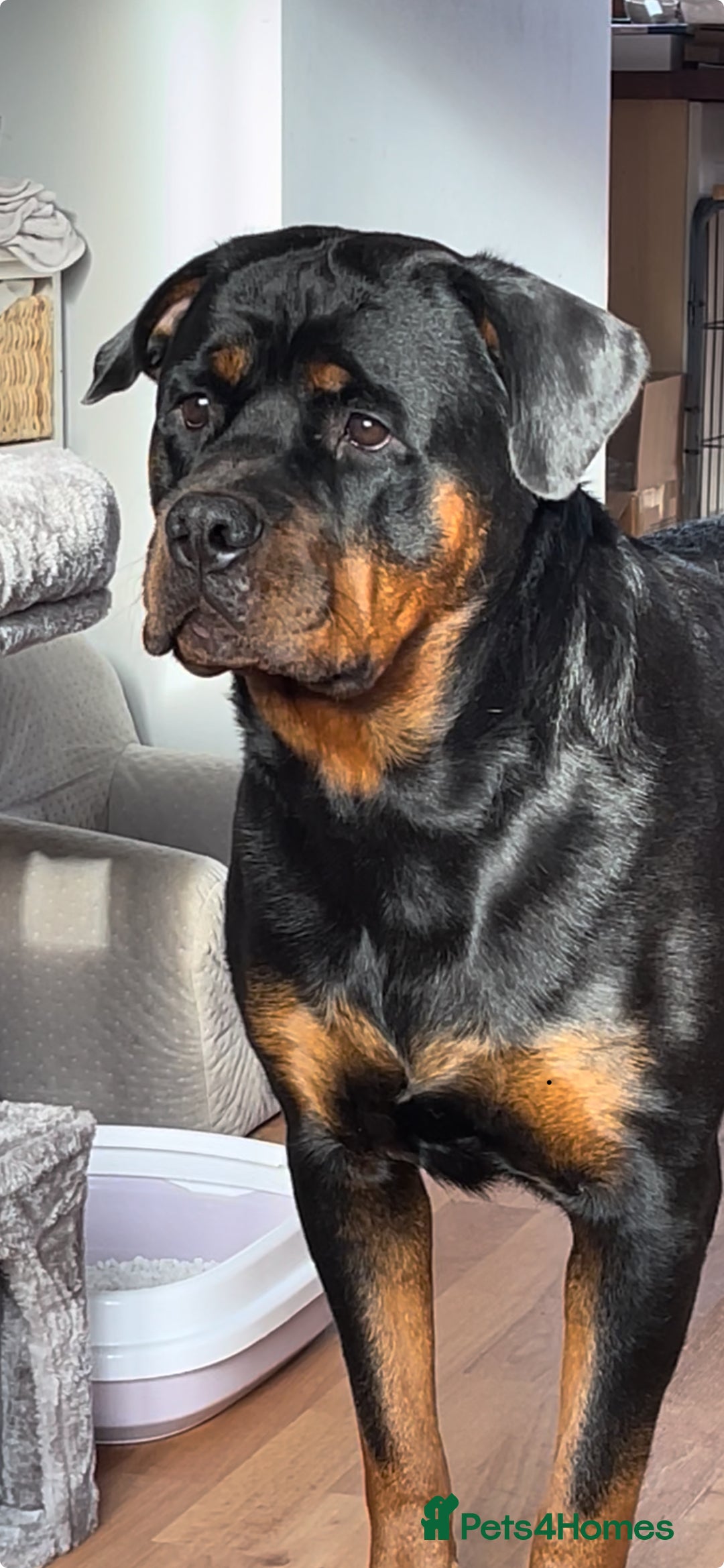 Rottweiler dogs for sale: Stunning KC registered Rottweiler pups  - Image 6