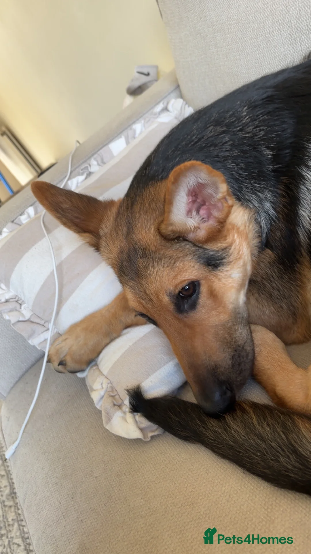 German Shepherd dogs for sale: 14 week old German shepherd  - Advert 4