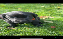 Labrador Retriever dogs for sale: 1 Black Labrador bitch left ready to go now  - Image 8