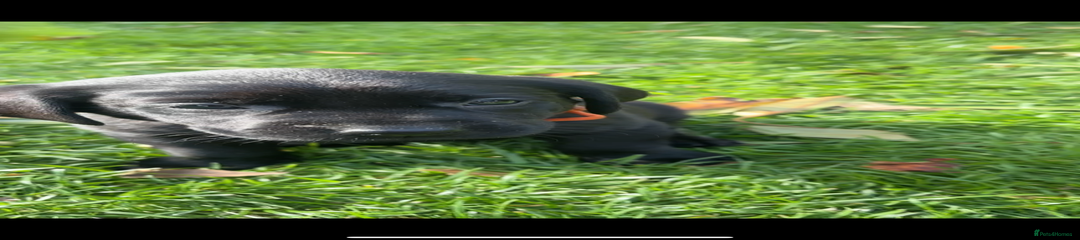 Labrador Retriever Puppy 1