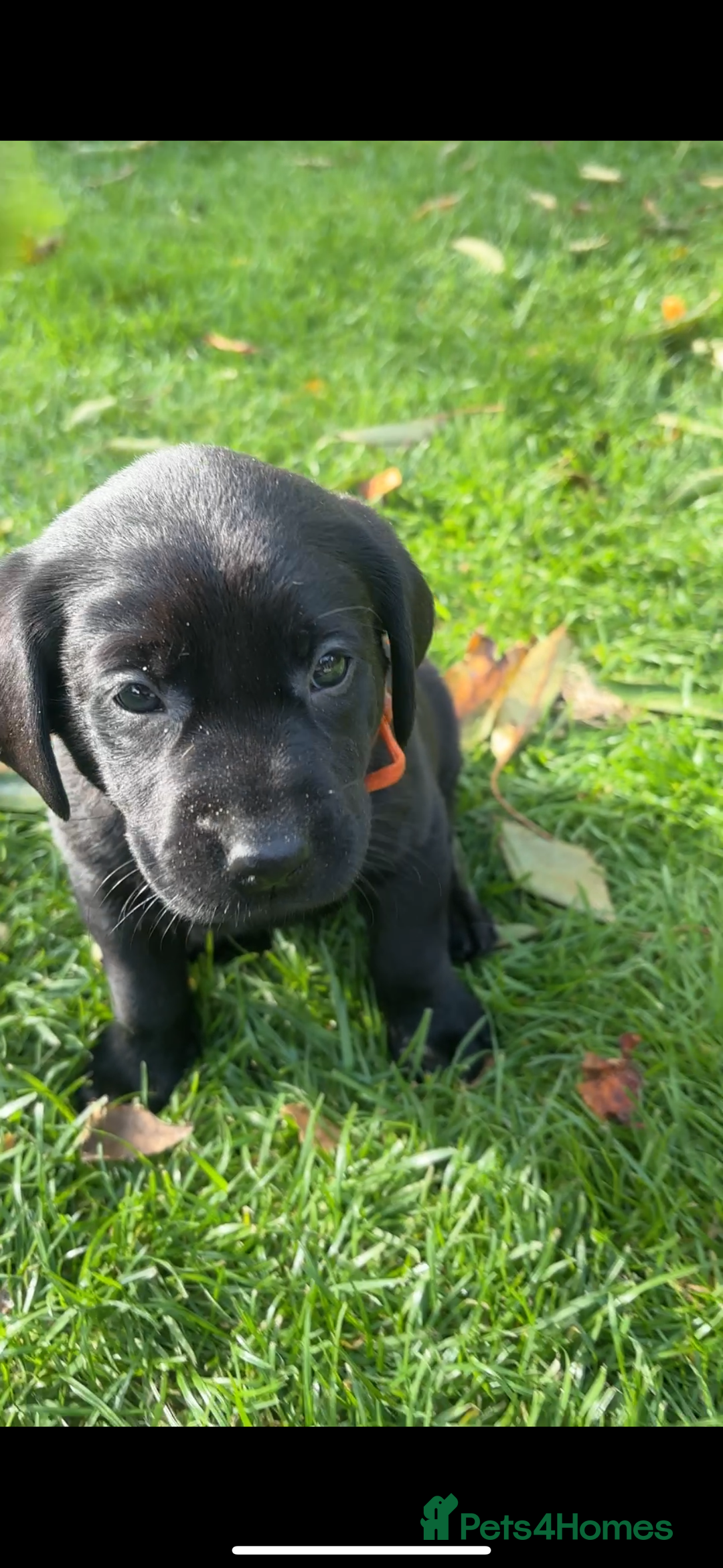Labrador Retriever dogs for sale: 1 Black Labrador bitch left ready to go now  - Image 8