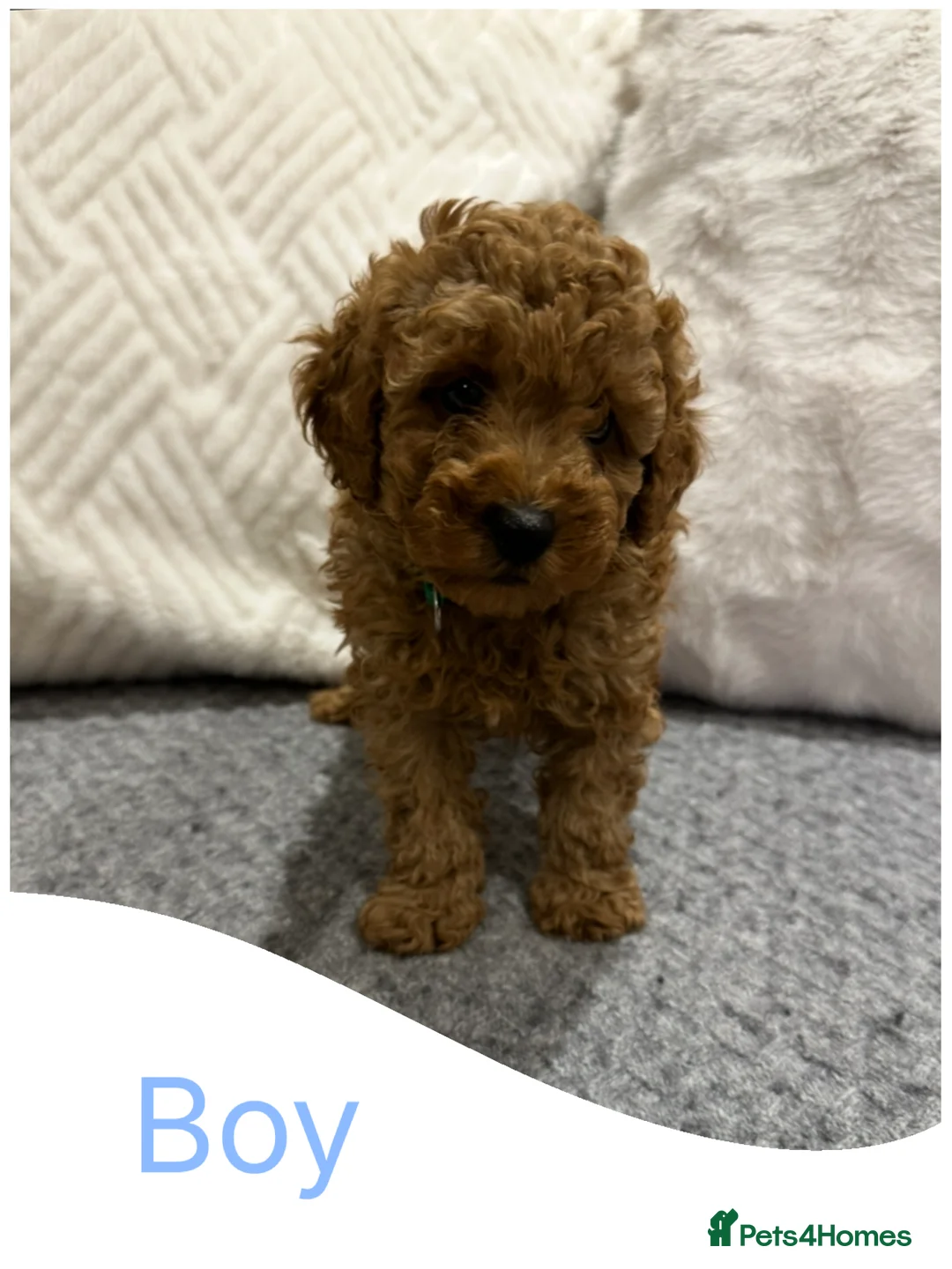 Toy Poodle dogs for sale: KC red toy poodle boy health tested parents  - Advert 5
