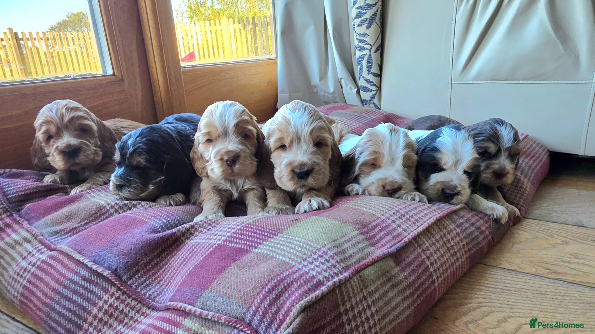 Cocker Spaniel dogs Stunning show cocker spaniels - Advert 3