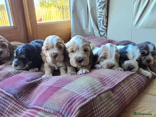 Cocker Spaniel dogs Stunning show cocker spaniels - Advert 3