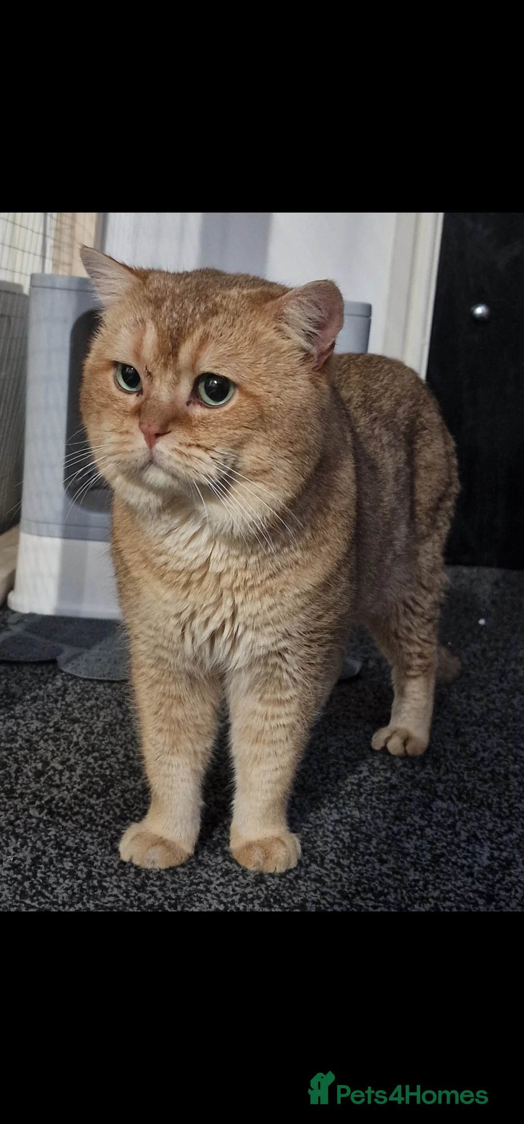 British Shorthair cats for sale: Male Golden British Shorthair For Sale! - Advert 2